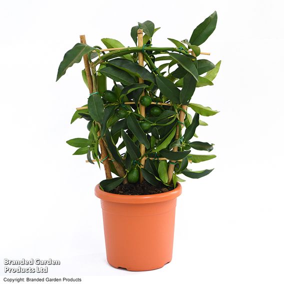 Kumquat  (Citrus Fruit)