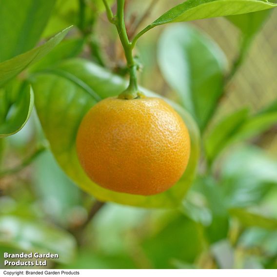 Kumquat  (Citrus Fruit)