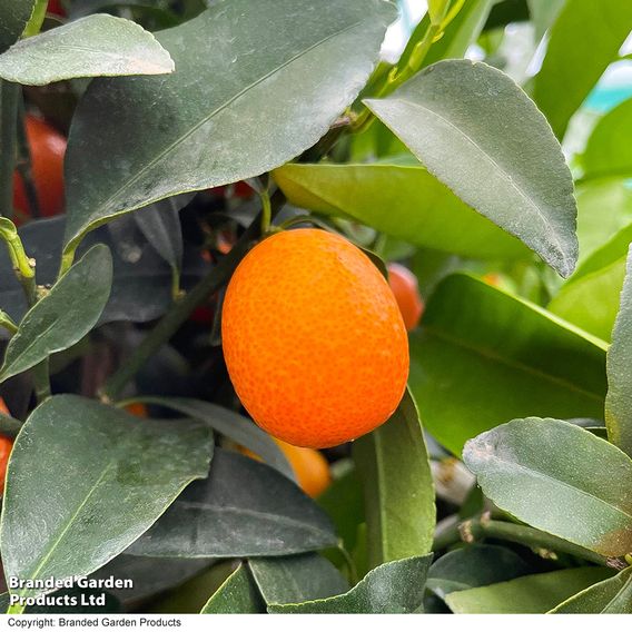 Kumquat  (Citrus Fruit)