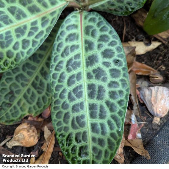 Labisia 'Turtle Back'