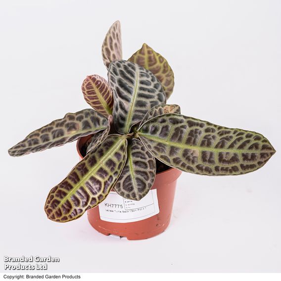 Labisia 'Turtle Back'
