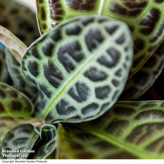Labisia 'Turtle Back'