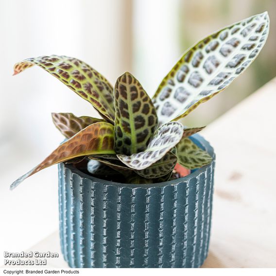 Labisia 'Turtle Back'