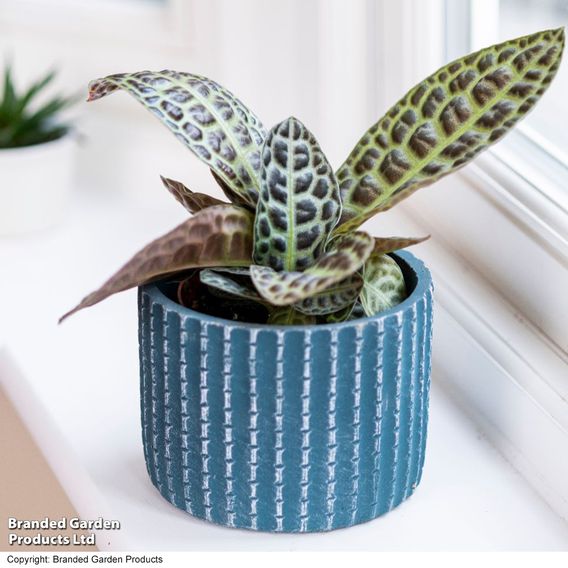 Labisia 'Turtle Back'