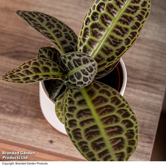 Labisia 'Turtle Back'