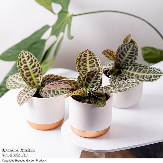 Labisia 'Turtle Back'