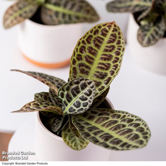Labisia 'Turtle Back'