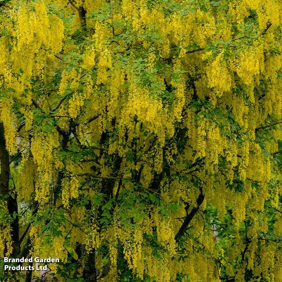 Laburnum anagyroides (Mature Tree)