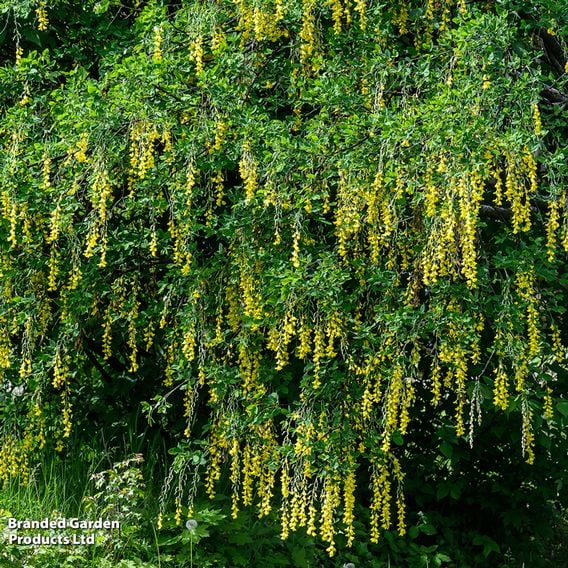 Laburnum anagyroides (Mature Tree)
