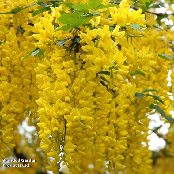 Laburnum anagyroides (Mature Tree)