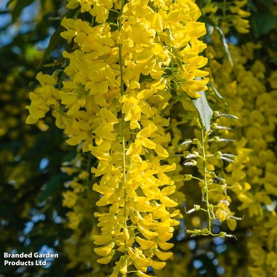 Laburnum anagyroides (Mature Tree)