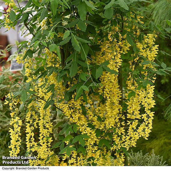 Laburnum x watereri 'Vossii'