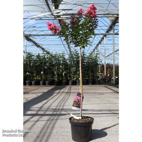 Lagerstroemia indica 'Coral Magic First Editions®'