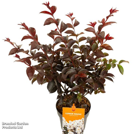 Lagerstroemia 'Lunar Magic'