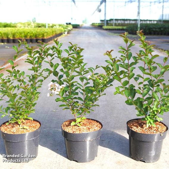 Lagerstroemia indica 'Neige D'Été'