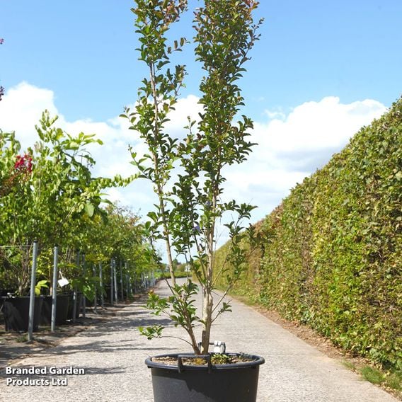 Lagerstroemia indica 'Neige D'Été'