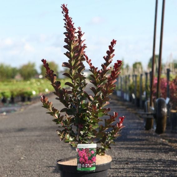 Lagerstroemia 'Pink Velour'