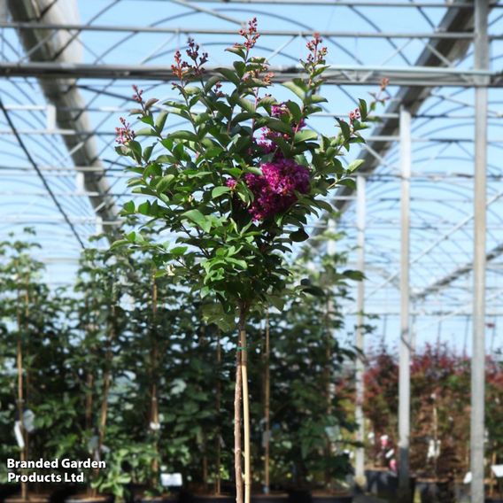 Lagerstroemia indica 'Purple Star'