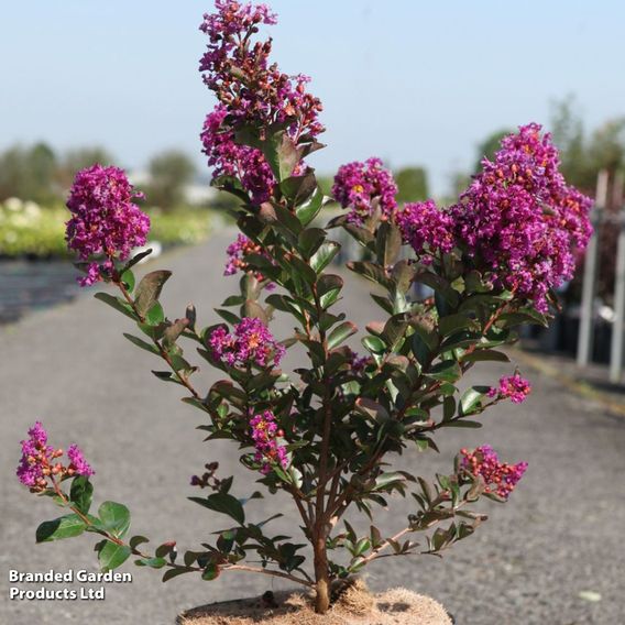 Lagerstroemia indica 'Purple Star'