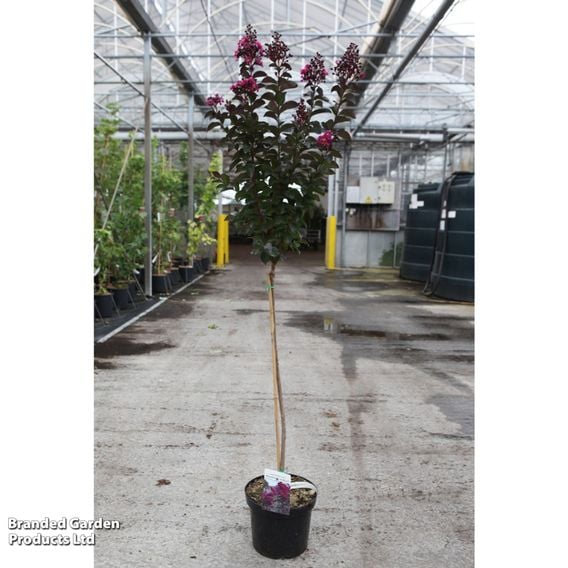 Lagerstroemia indica 'Rhapsody in Blue'