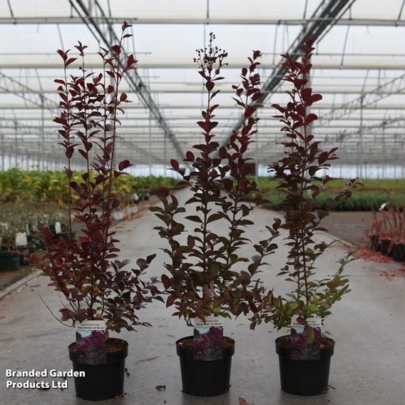 Lagerstroemia indica 'Rhapsody in Blue'