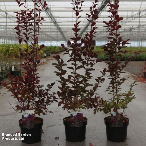 Lagerstroemia indica 'Rhapsody in Blue'