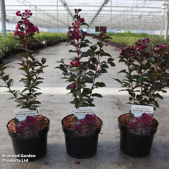 Lagerstroemia indica 'Rhapsody in Blue'
