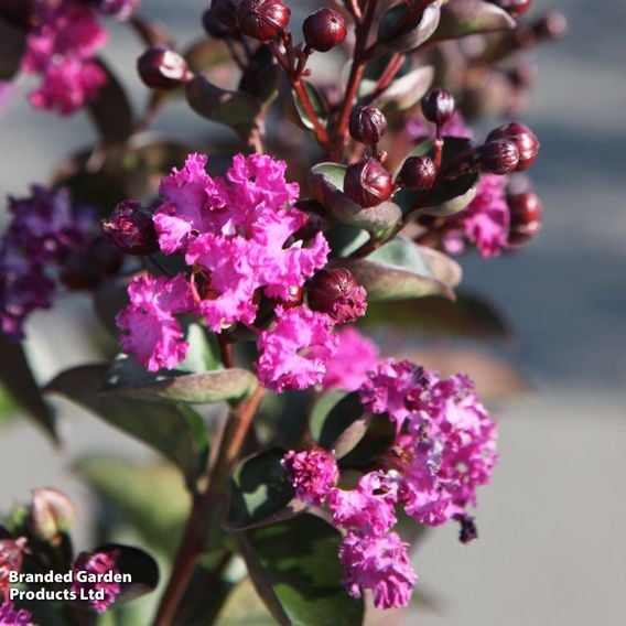 Lagerstroemia indica 'Rhapsody in Blue'