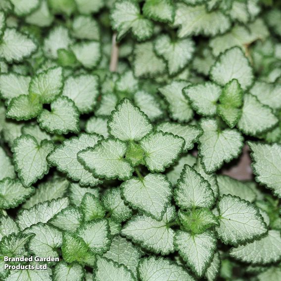 Lamium maculatum 'Beacon Silver'