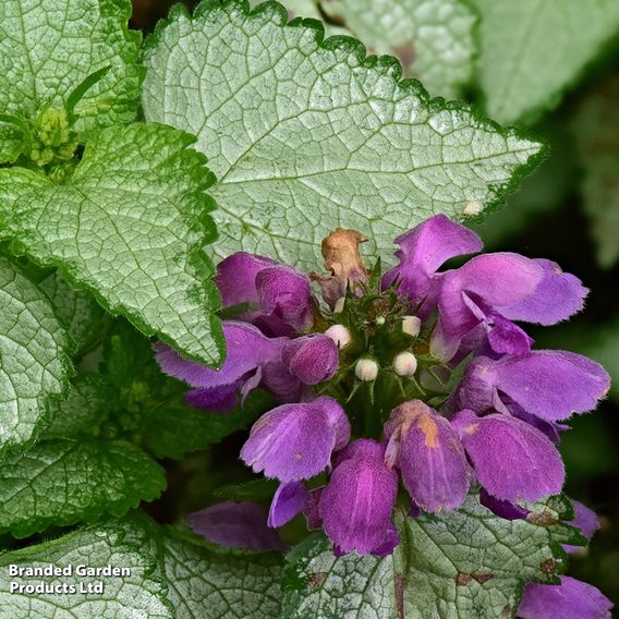 Lamium maculatum 'Beacon Silver'