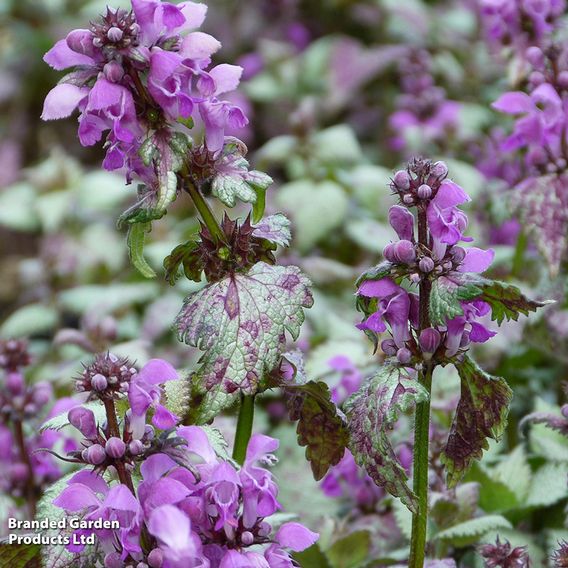 Lamium maculatum 'Beacon Silver'