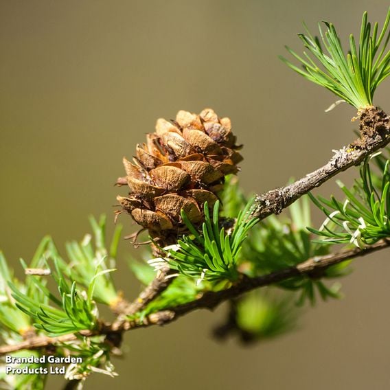 Japanese Larch