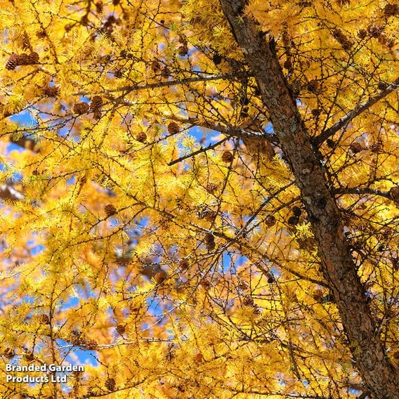 Japanese Larch