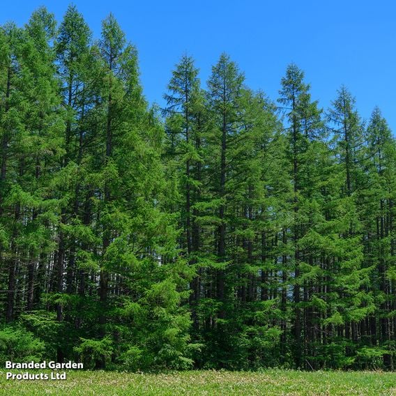 Japanese Larch