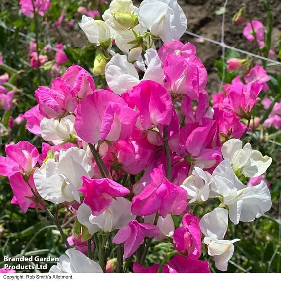 Sweet Pea 'Barbie Mix'