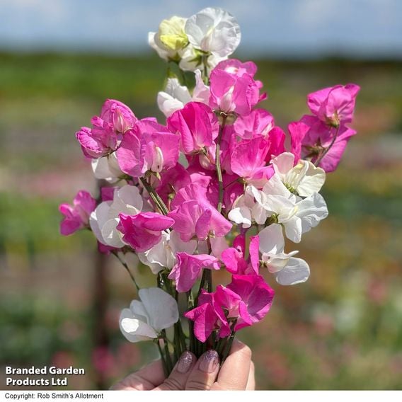 Sweet Pea 'Barbie Mix'