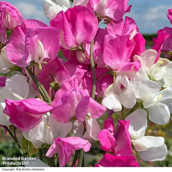 Sweet Pea 'Barbie Mix'