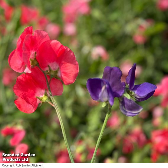 Sweet Pea 'Geranium Pink' - Seeds