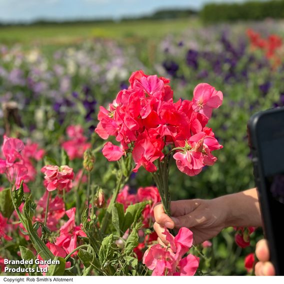 Sweet Pea 'Geranium Pink' - Seeds