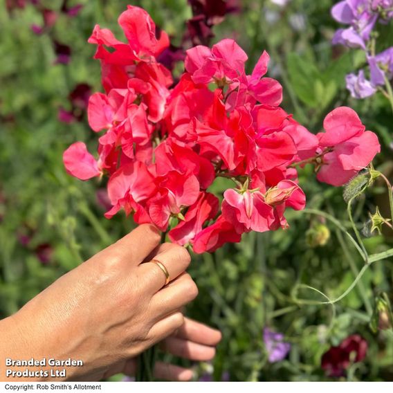 Sweet Pea 'Geranium Pink' - Seeds