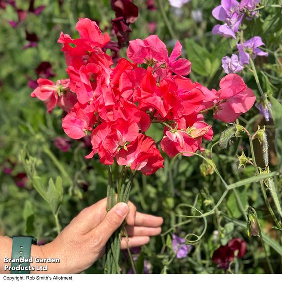 Sweet Pea 'Geranium Pink' - Seeds