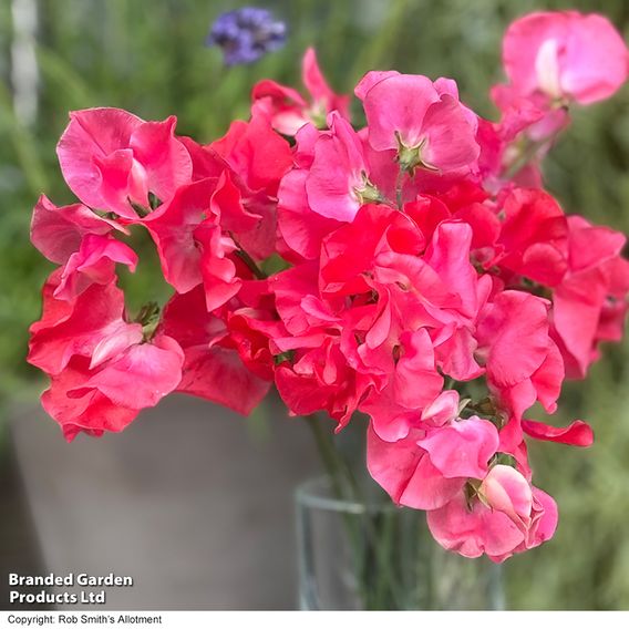 Sweet Pea 'Geranium Pink' - Seeds