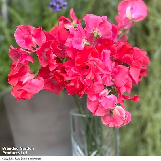 Sweet Pea 'Geranium Pink' - Seeds