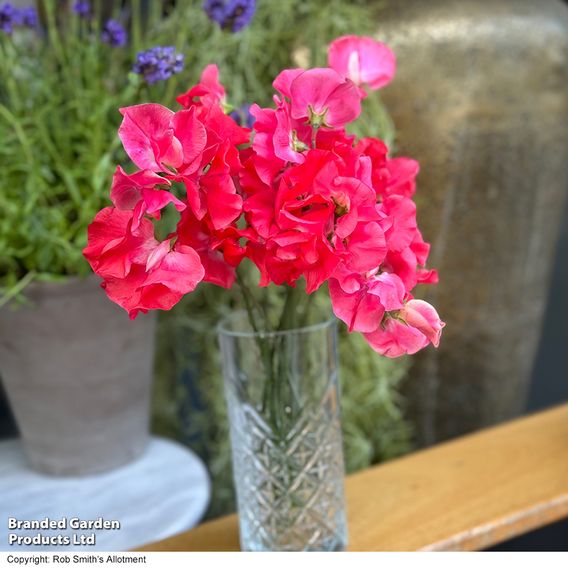 Sweet Pea 'Geranium Pink' - Seeds
