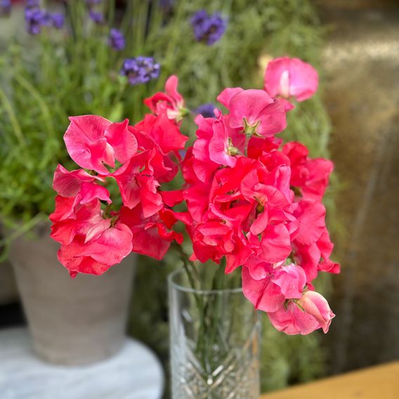 Sweet Pea 'Geranium Pink' - Seeds