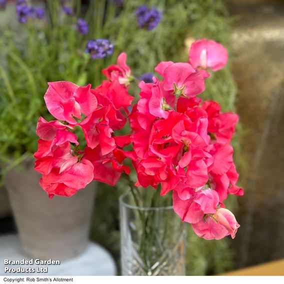Sweet Pea 'Geranium Pink' - Seeds