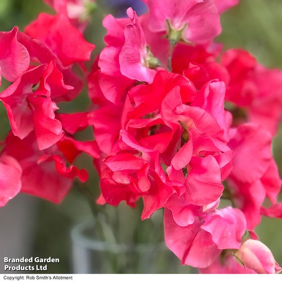 Sweet Pea 'Geranium Pink' - Seeds