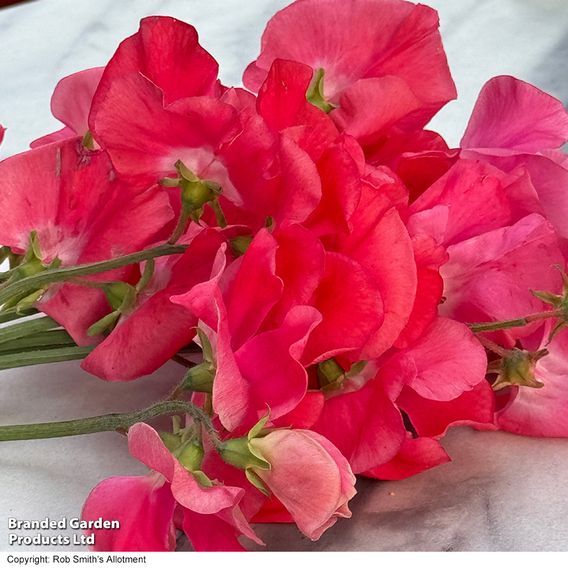Sweet Pea 'Geranium Pink' - Seeds