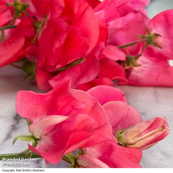 Sweet Pea 'Geranium Pink' - Seeds