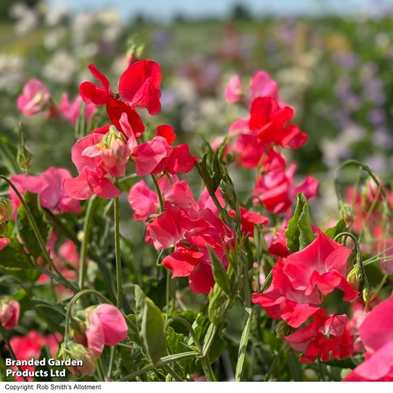 Sweet Pea 'Geranium Pink' - Seeds